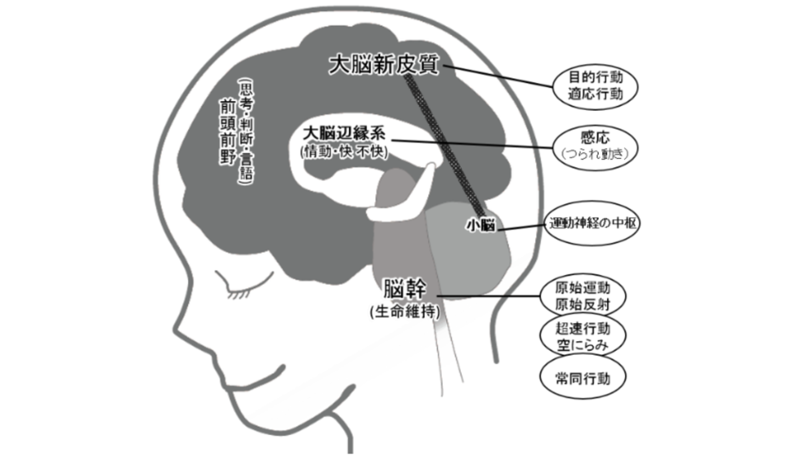 辺 縁 と は